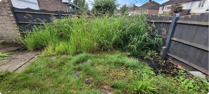 Overgrown garden before clearance