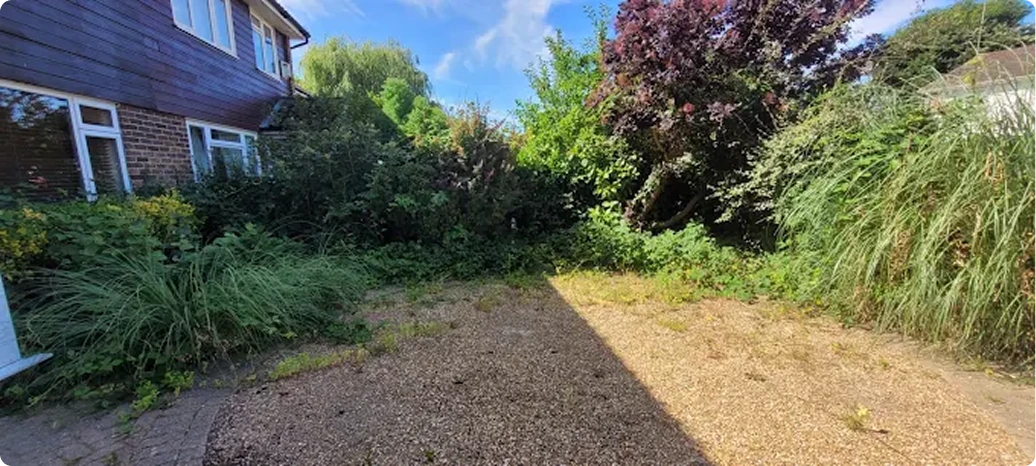Overgrown garden before clearance