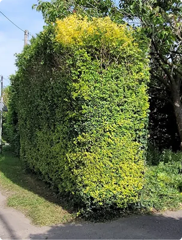 Neatly trimmed hedge