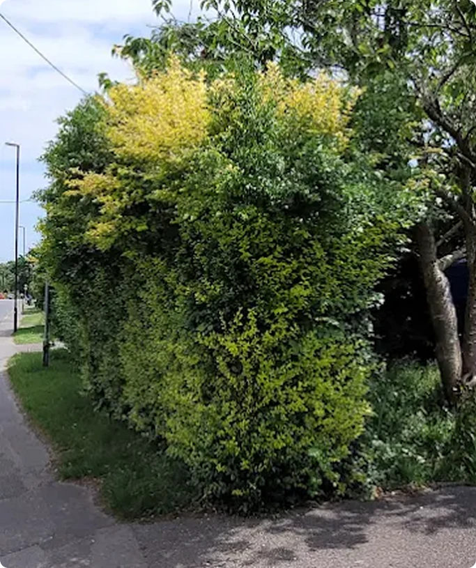 Overgrown hedge before trimming