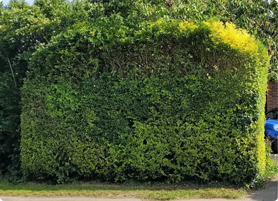 Well-maintained hedge after trimming