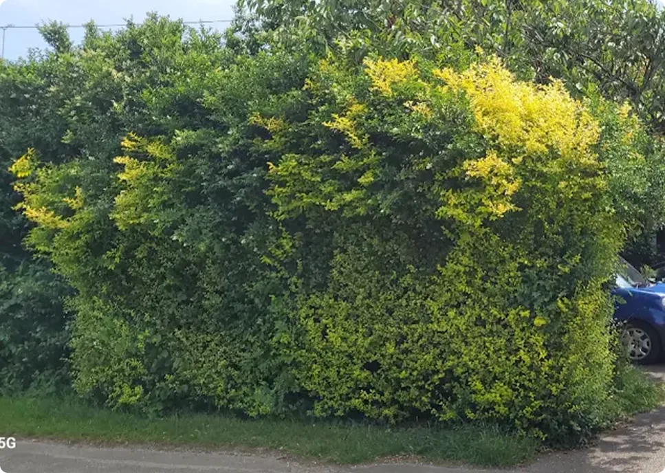 Hedge before professional trimming