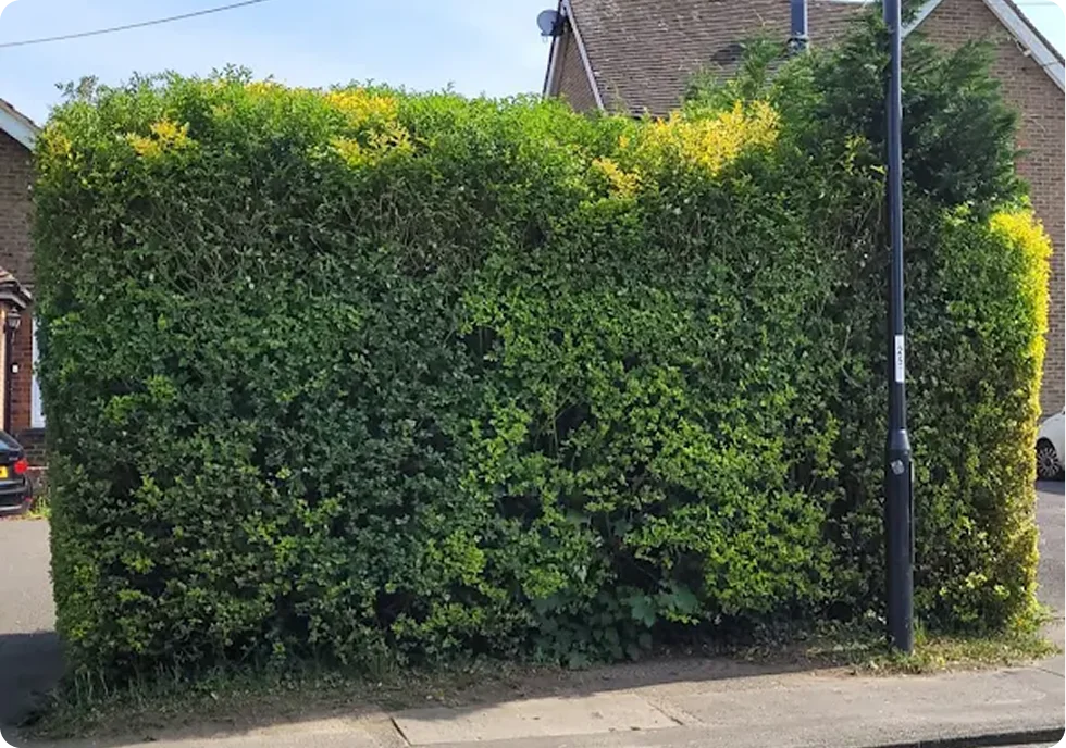 Hedge after professional reduction