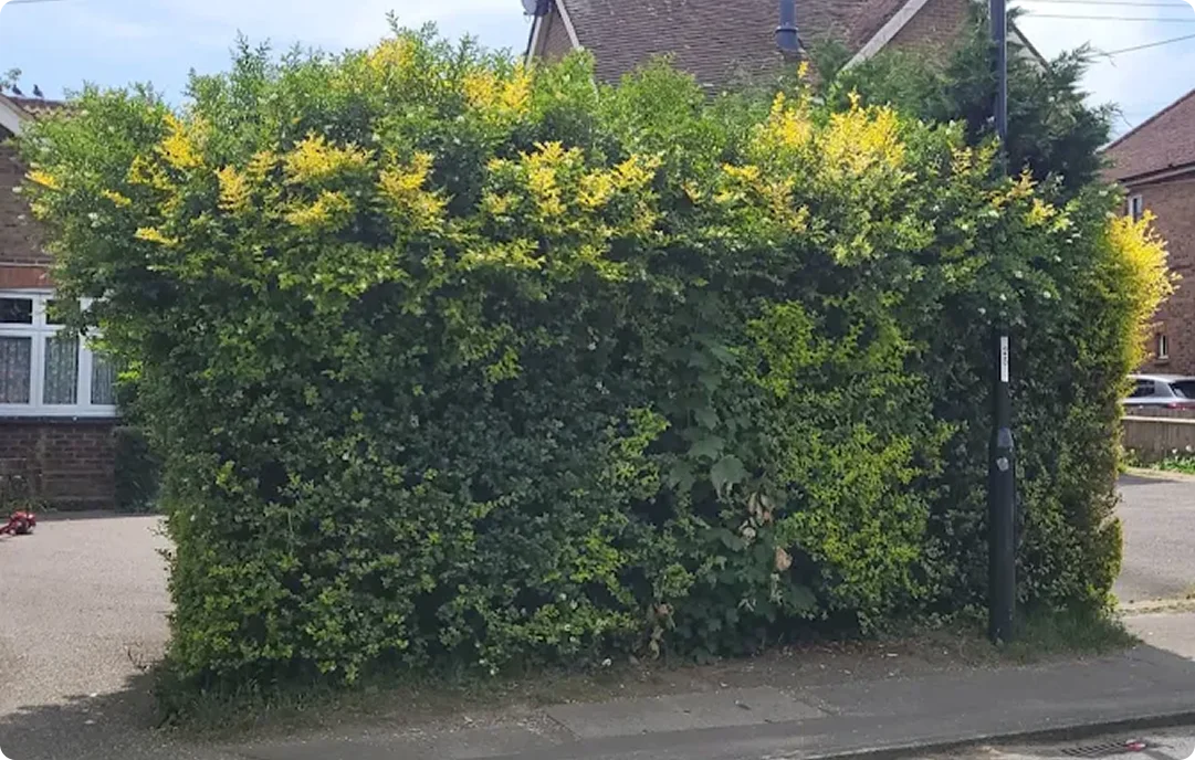Overgrown hedge before reduction